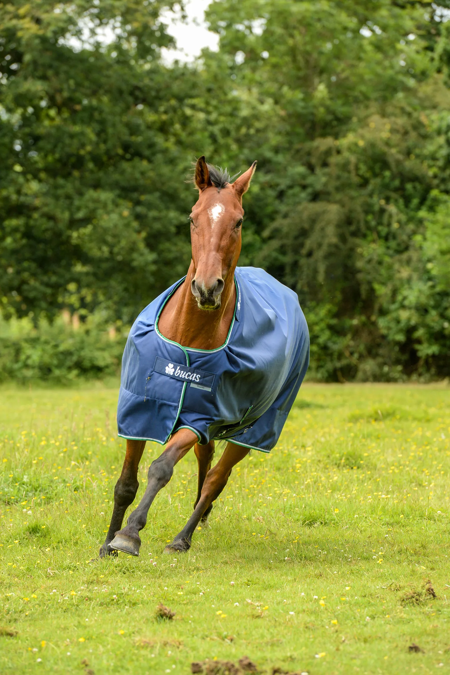 Bucas Smartex Sadeloimi