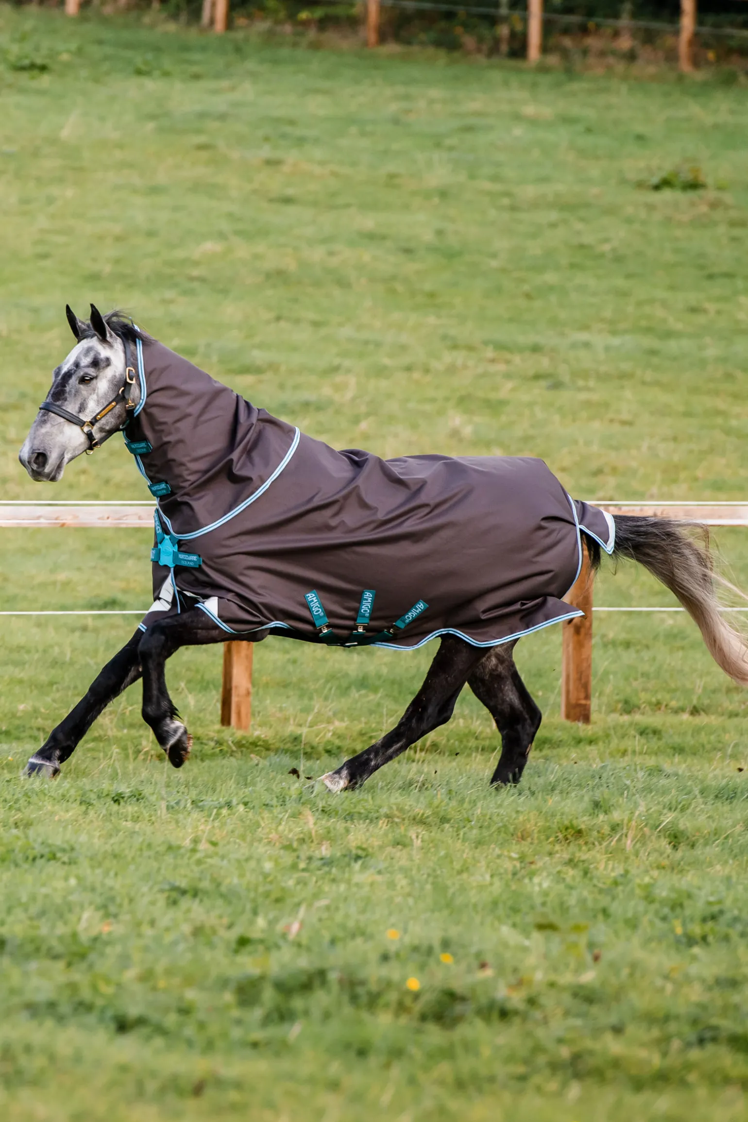 Horseware Amigo Bravo 12 Plus Ulkoloimi Levykiinnityksella, 250 G