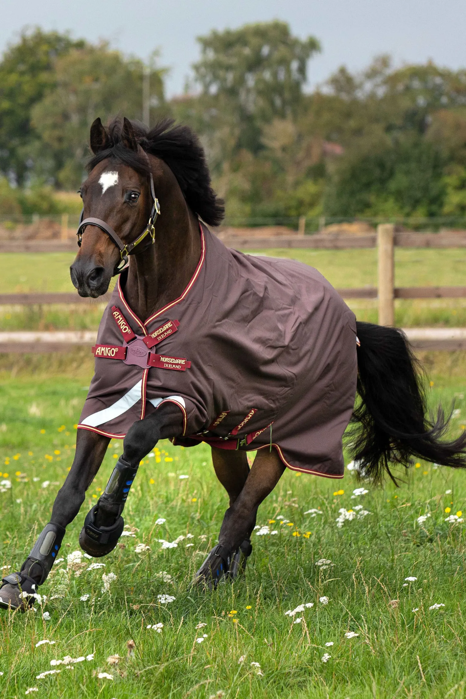 Horseware Amigo Bravo 12T/Olite Discfrn -Loimi, 0G