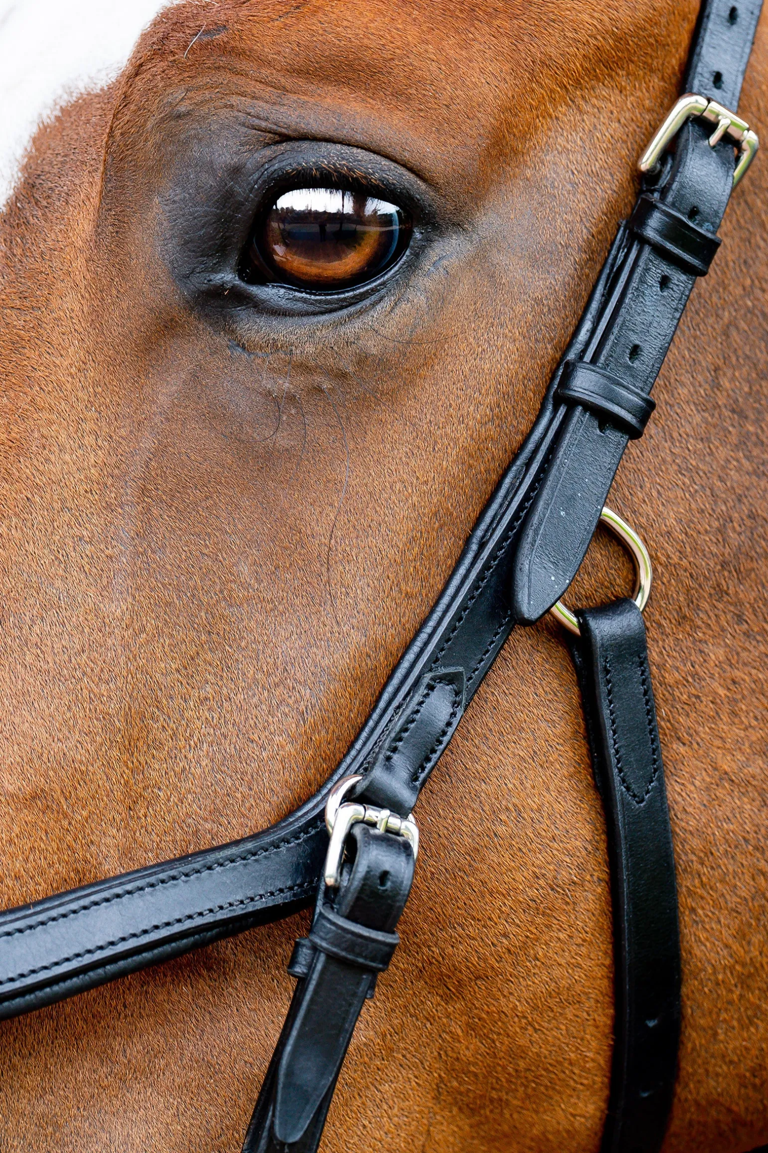 Horseware Rambo Micklem 2 Competition Suitset