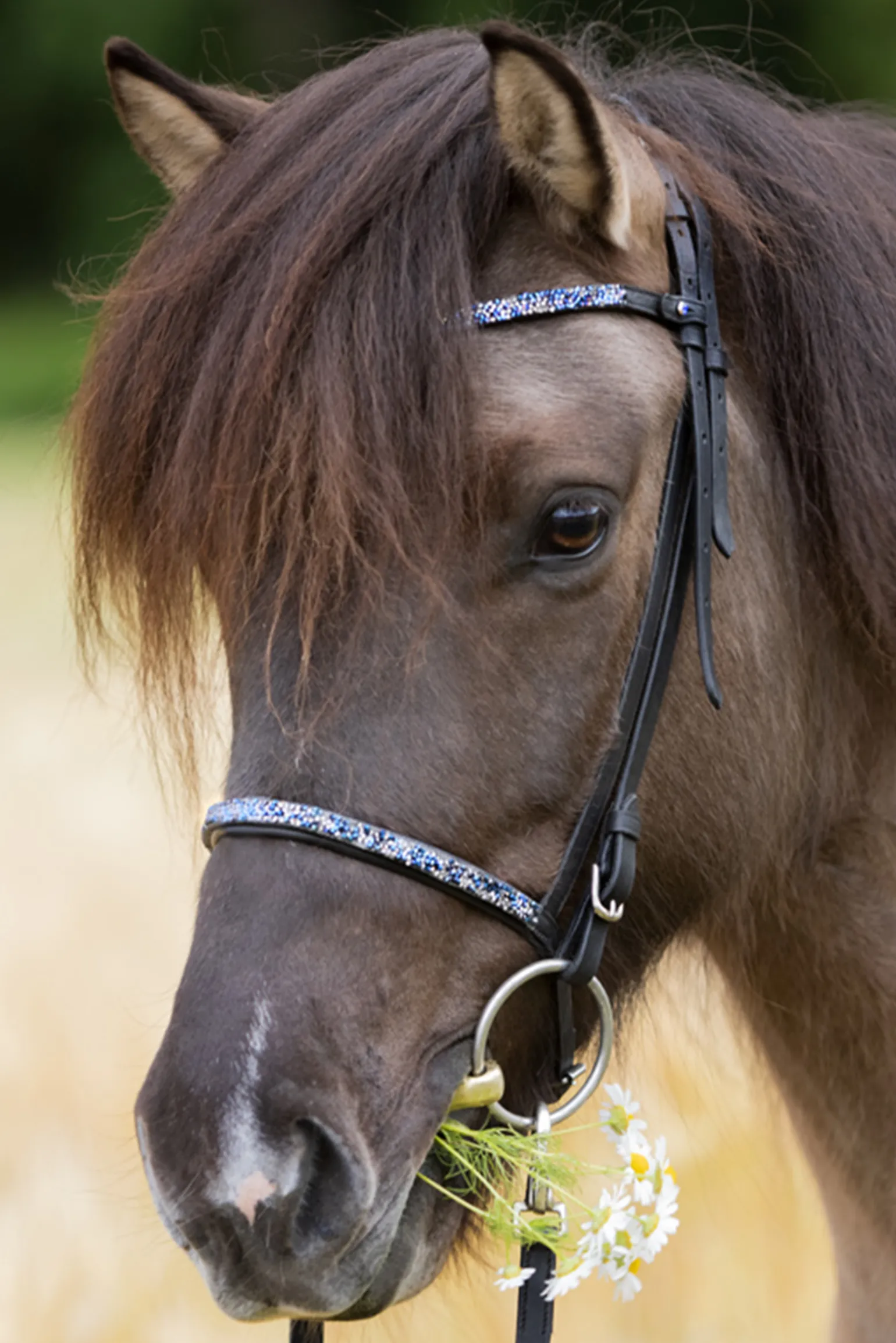 Kavalkade Blar Combined Noseband For Kjartan Icelandic Bridle