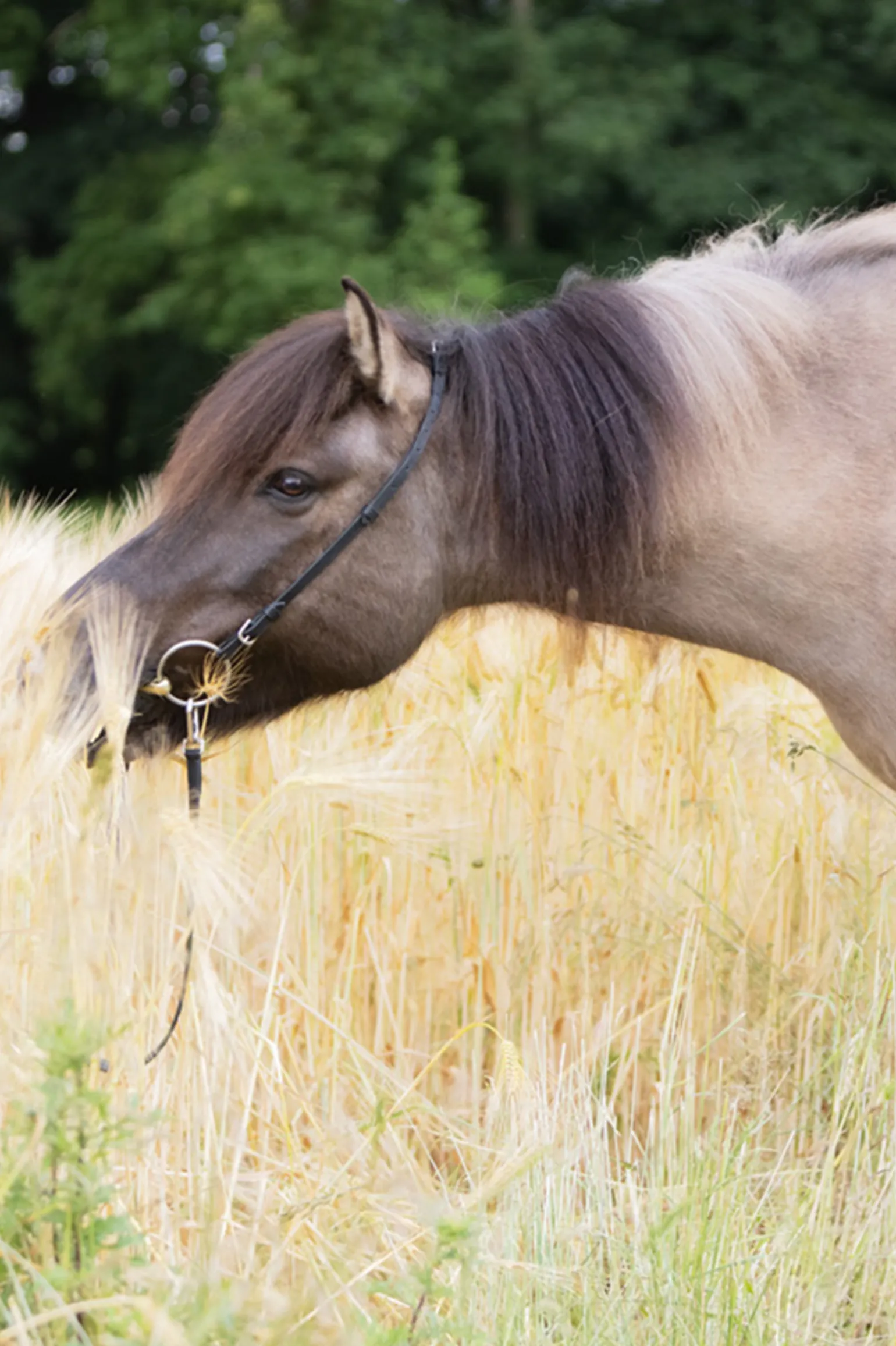 Kavalkade Cheek Strap For Kjartan Icelandic Bridle