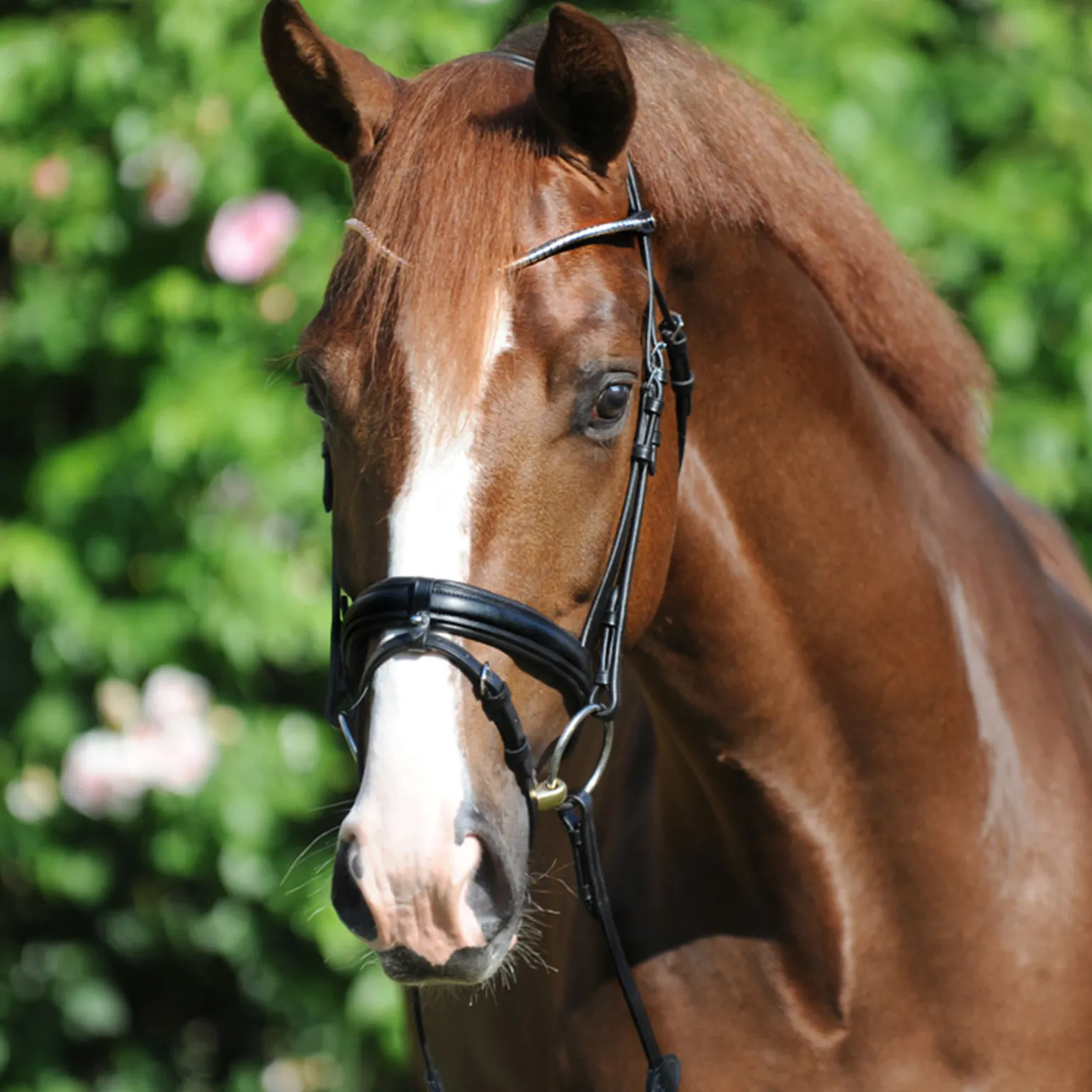 Kavalkade Clinchesse Bridle