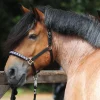 Kavalkade Draft Horse Classic Riimu