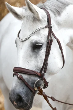 Kavalkade Everness Bridle