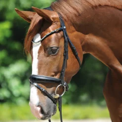 Kavalkade Grey Bridle