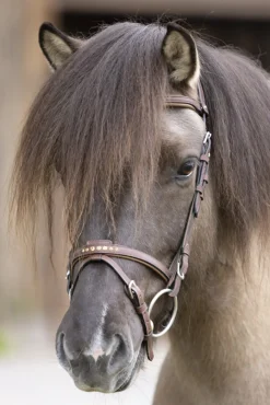 Kavalkade Gull English Noseband For Aradis Icelandic Bridle