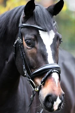 Kavalkade Proline Astrid Bridle