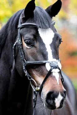 Kavalkade Proline Diego Mexican Bridle