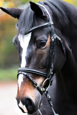 Kavalkade Proline William Bridle