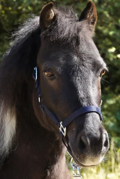 Kavalkade Shorty Shetland Halter
