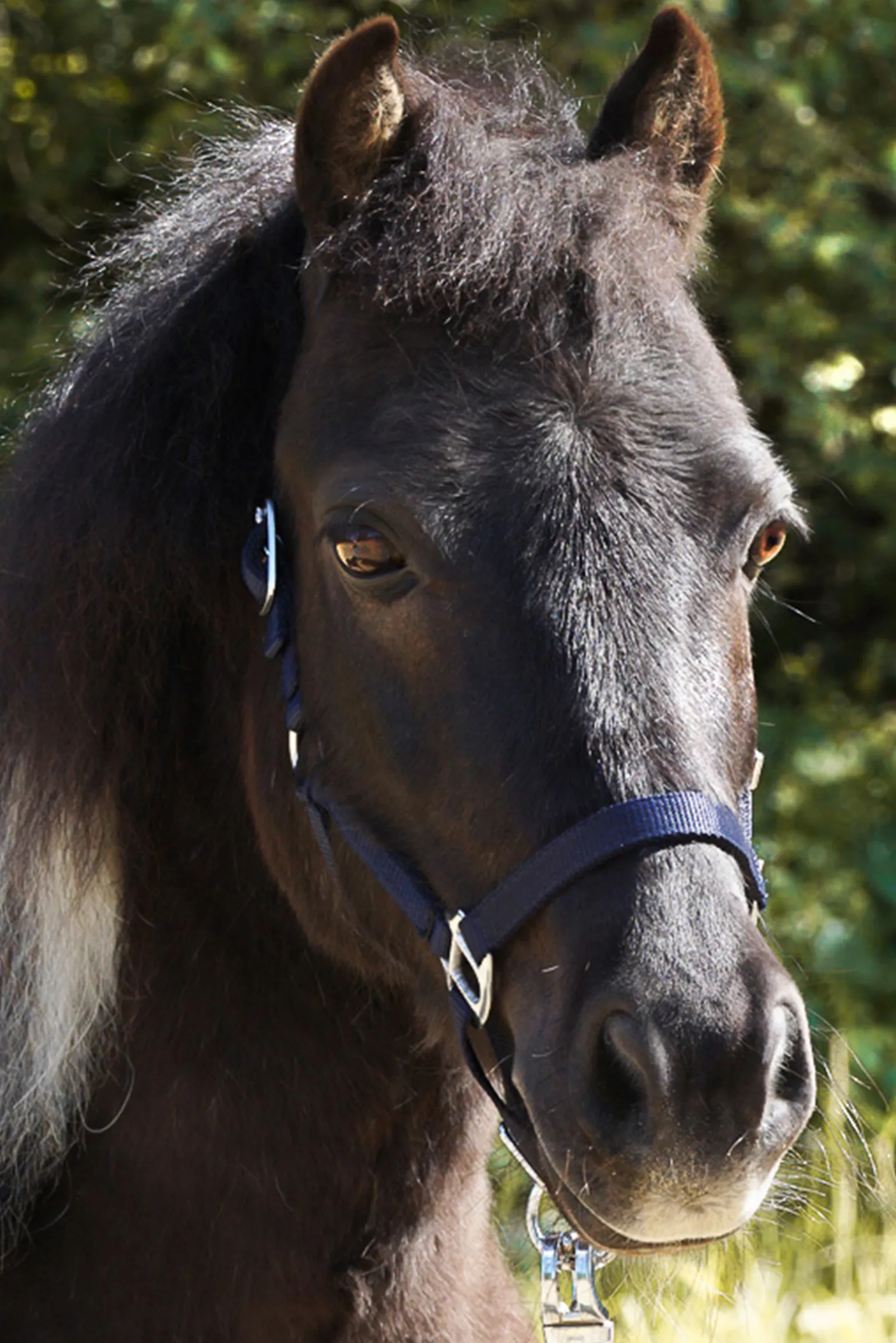 Kavalkade Shorty Shetland Halter