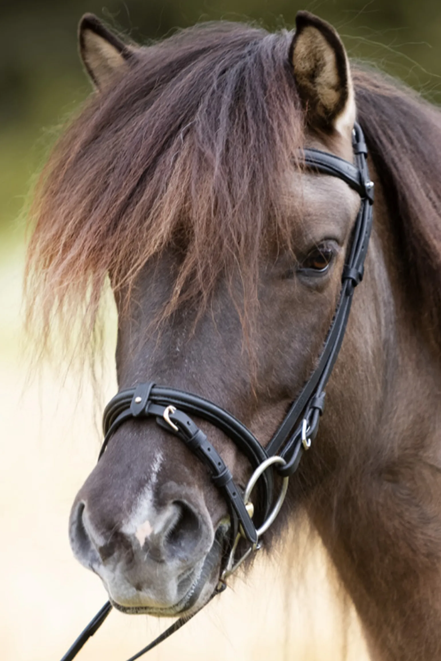 Kavalkade Svartur English Noseband For Kjartan Icelandic Bridle