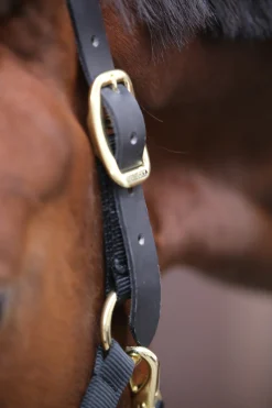 Kentucky Horsewear Control Riimu