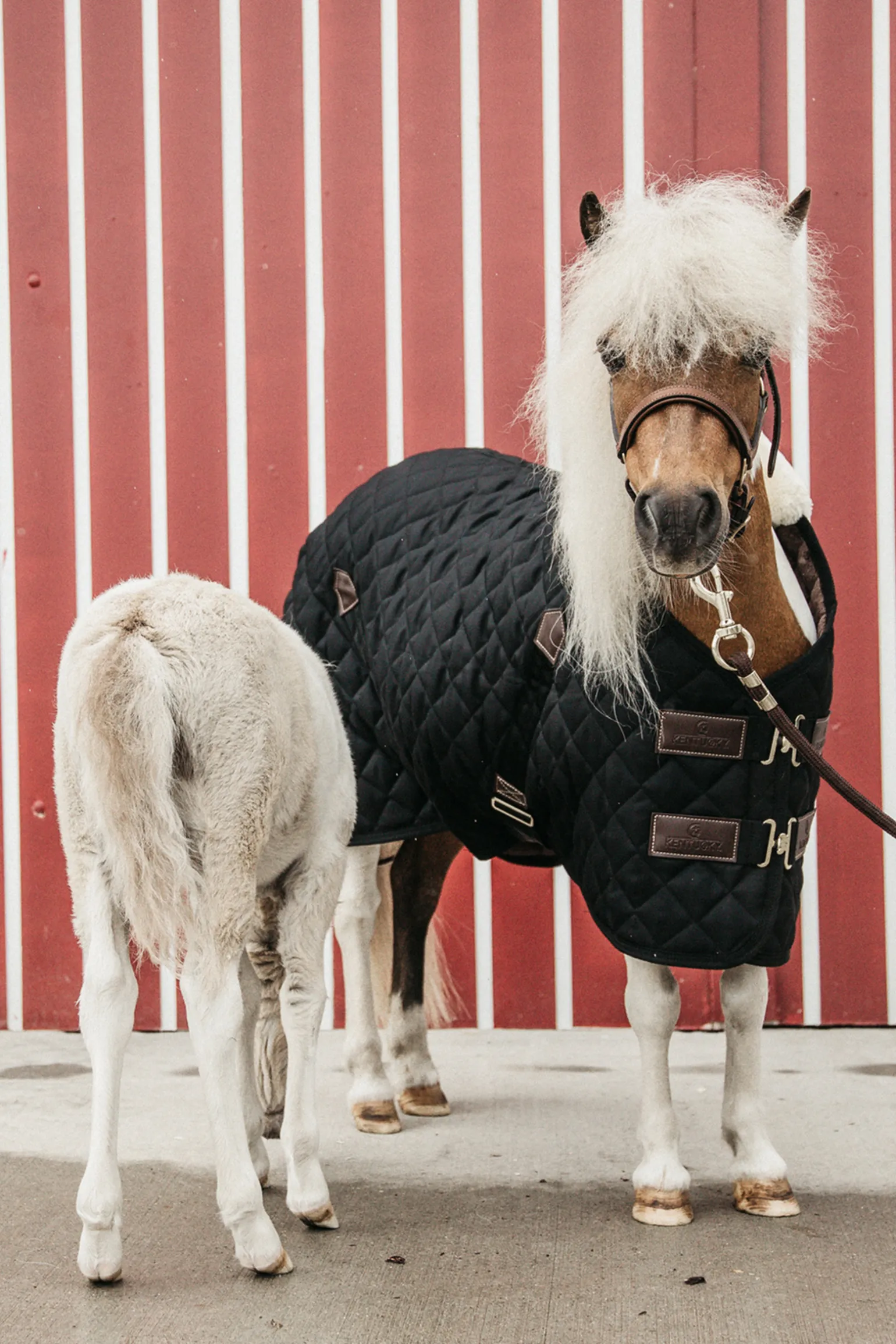 Kentucky Horsewear Talliloimi, 400 G