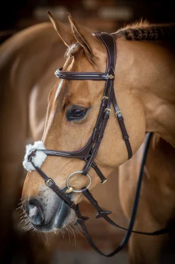 Lemieux Grackle Bridle