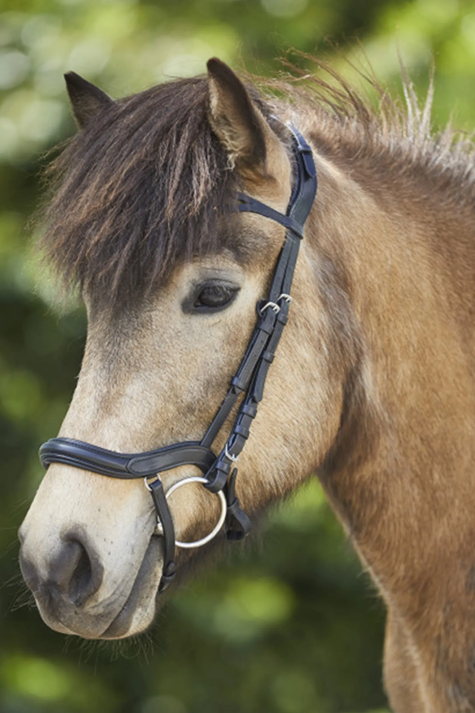 Waldhausen Anatomical Icelandic Bridle