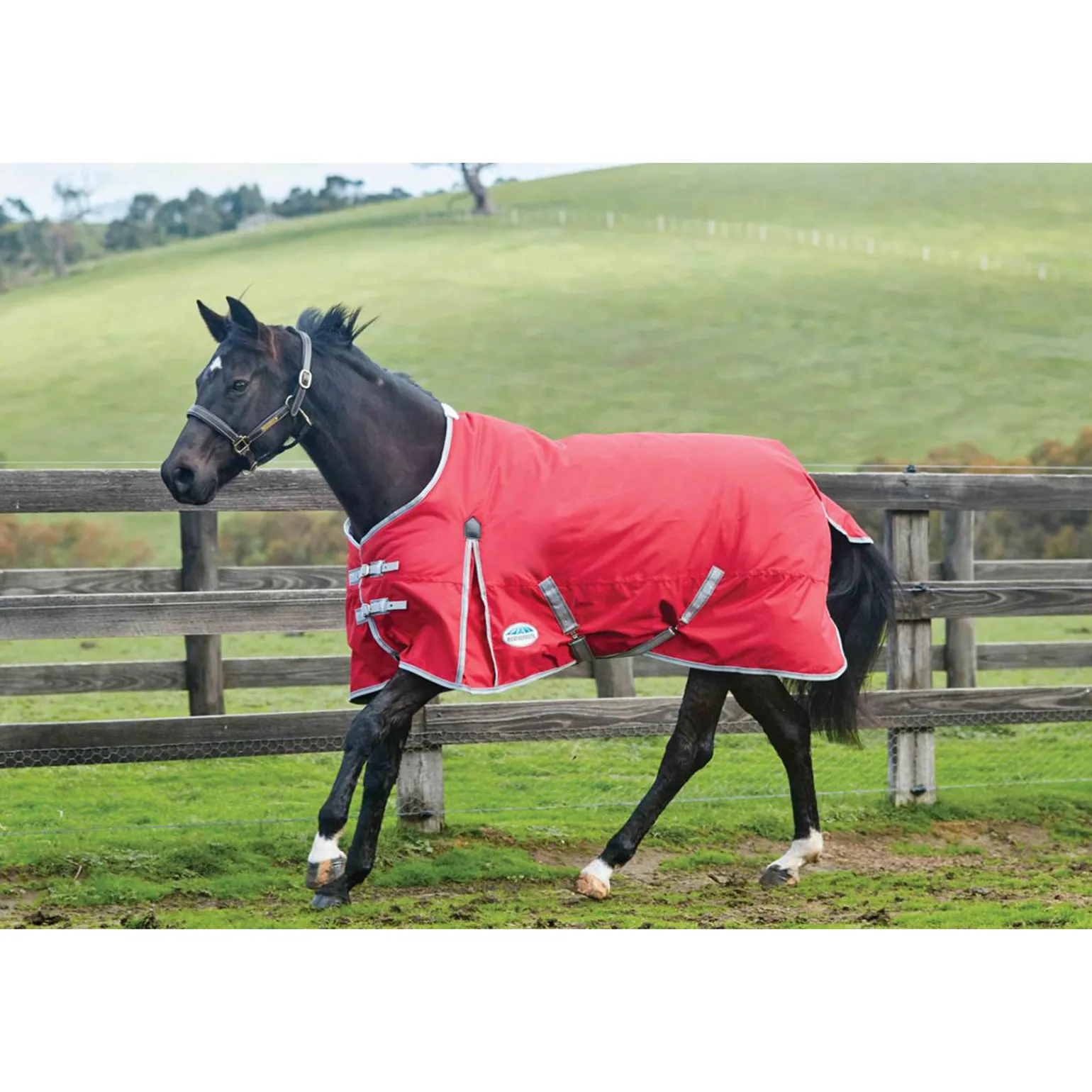 Weatherbeeta Comfitec Classic Medium Ulkoloimi 220G